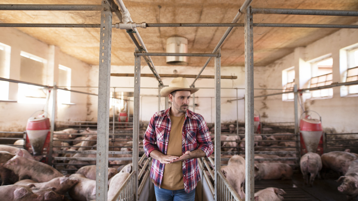 ferme d'élevage porcin
